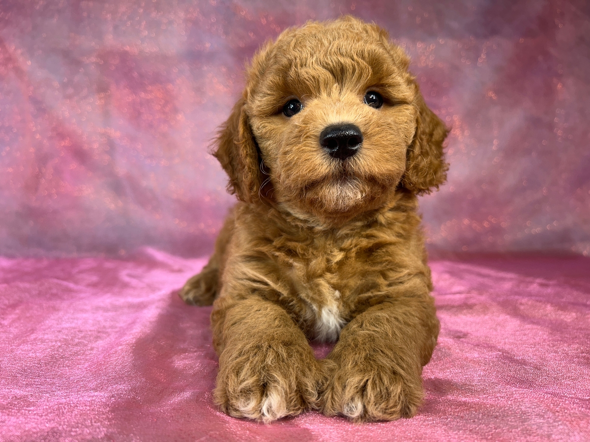 Male Bichon Poo Puppy for Sale DOB 5-14-2026 $950